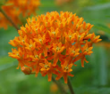 Butterfly Weed Asclepias tuberosa